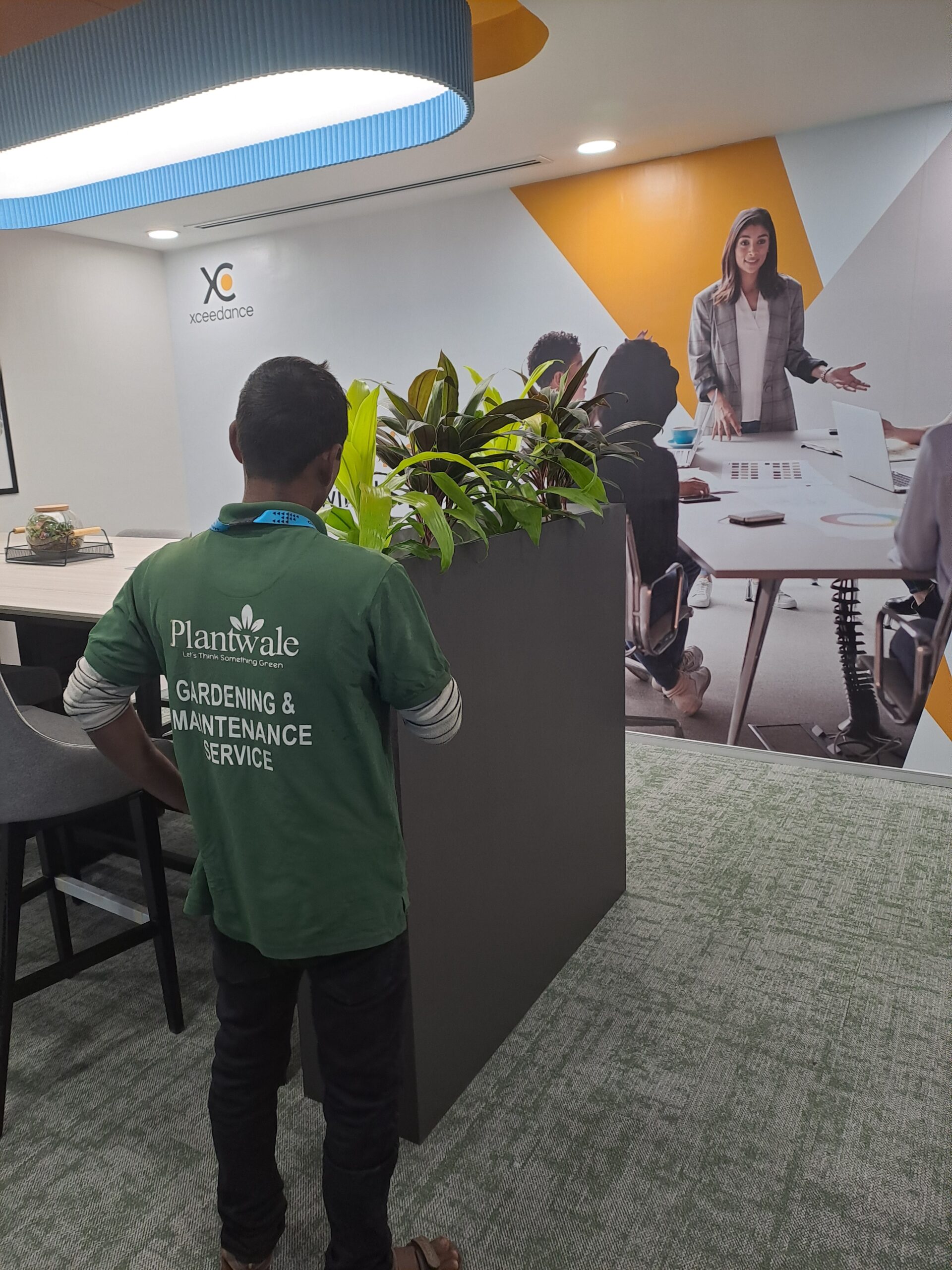 Office & Corporate Plants